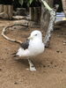 右の翼と左の足先が無いミナト「ウミネコのミナト、仲間入り！」