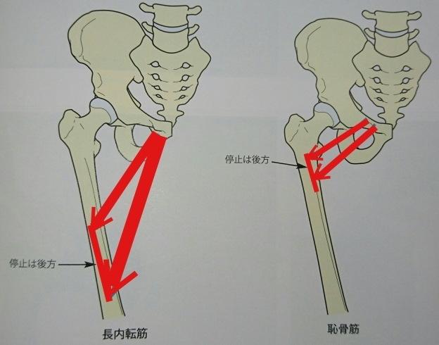 股関節痛にはこの筋肉をチェック コンディショニングルーム からだサポートのニュース まいぷれ 松江