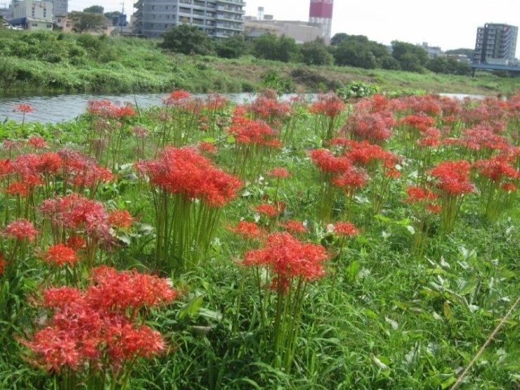 9月18日の彼岸花です。