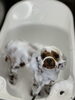はちみつ泡パック中のにこくん(^-^)「にこくん　泡泡パック中〜^o^」