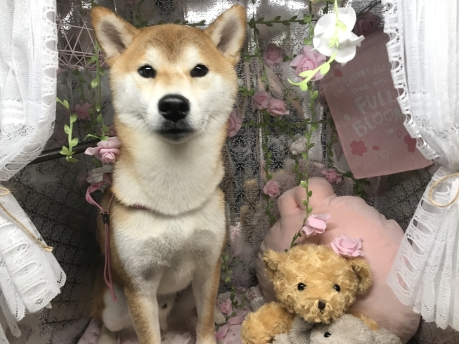 7月28日 シャンプーコースのコロちゃん 犬猫のトリミング屋さんぽちのうち 犬 猫のトリミング屋さん ぽちのうちのニュース まいぷれ 船橋市