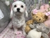 7月29日 カットコースのコロンちゃん 犬猫のトリミング屋さんぽちのうち 犬 猫のトリミング屋さん ぽちのうちのニュース まいぷれ 船橋市