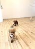 Tiaちゃん一生懸命追いかけます　笑「ましゅまろ幼稚園　^ - ^」