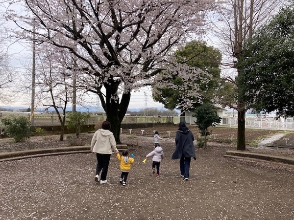 わ～きれいな桜だね