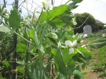 豌豆（白花）