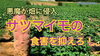 「イノシシ対策【ある女性の戦いの記録】　タネのハシモト」