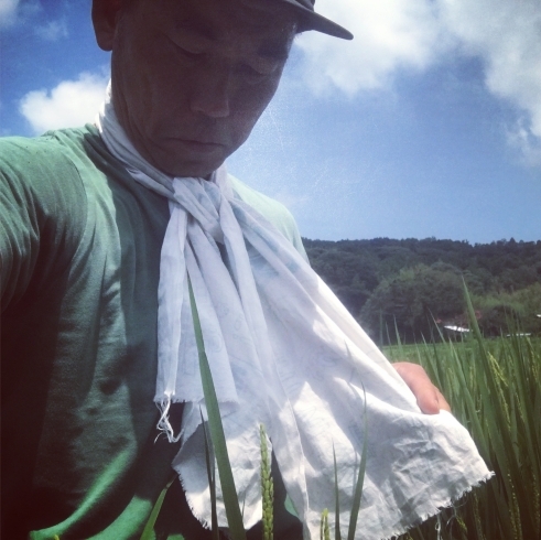 無農薬栽培米に花が咲く「無農薬米、収穫まで45日」