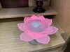 ハスの花「七色のハス（*’∀’人）♥*+斐川町 仏壇」