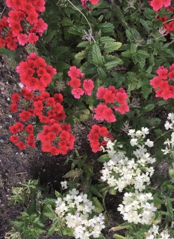 コンテナガーデンにも映えるバーベナ「太陽に負けない夏の花」