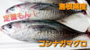 【定置もん】島根県産コシナガマグロ「○本日のお刺身【定置もん】【島根県産コシナガマグロ、イサキ】」