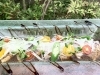 旬のシマアジはどうですか Izakaya 時々jiji 三島店のニュース まいぷれ 四国中央市