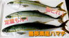 【定置もん！】【朝どれ！】島根県産ハマチ「○本日のお刺身○【定置もん！朝どれ！】島根県産ハマチ、【定置もん！】島根県産天然タイ」
