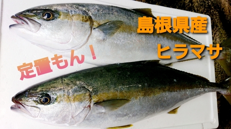 【定置もん】ヒラマサ「○本日のお刺身○【定置もん】島根県産ヒラマサ【釣りもん】レンコダイ」