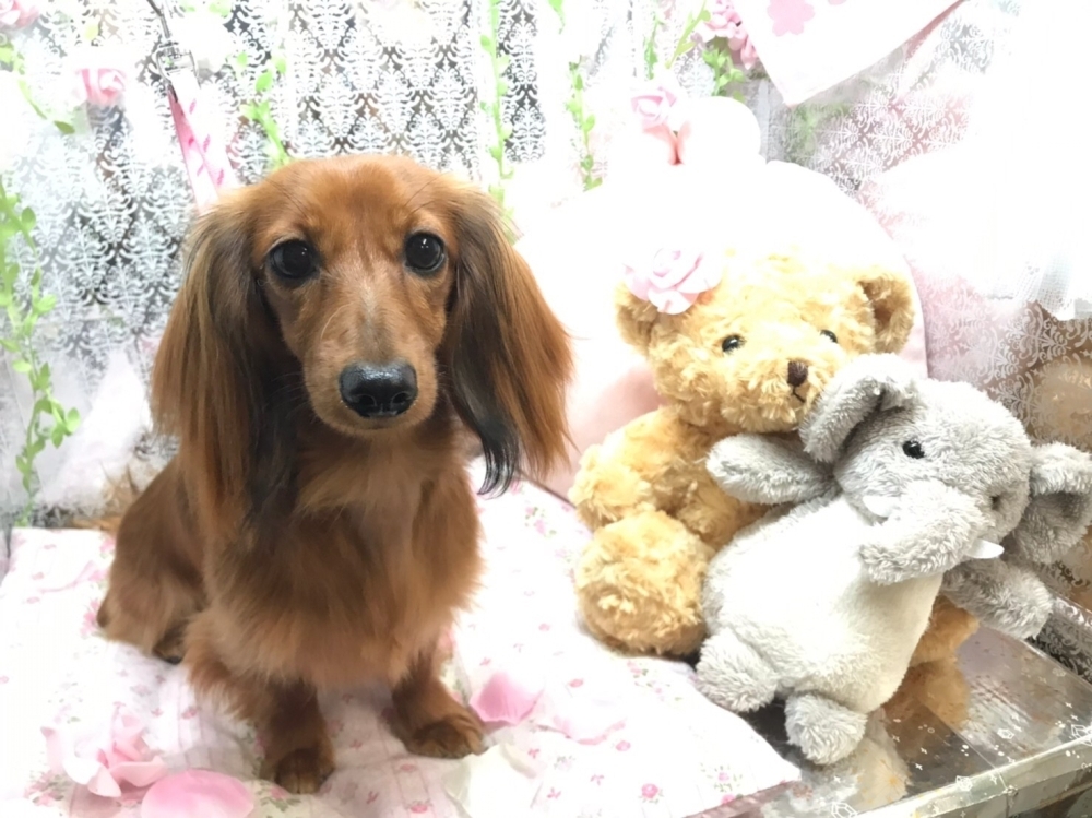 7月30日 シャンプーコースのメルちゃん 犬猫のトリミング屋