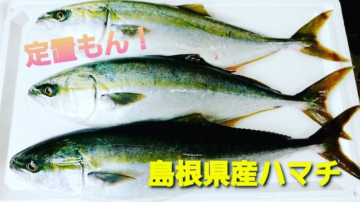 【定置もん】島根県産ハマチ「○本日のお刺身○【定置もん】島根県産ハマチ、イサキ」