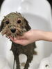 パック中のねねちゃん　（╹◡╹）「ねねちゃんパック中　^o^」