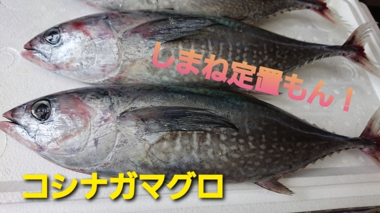 【定置もん】島根県産コシナガマグロ「○本日のお刺身○【定置もん！】島根県産コシナガマグロ、イサキ」