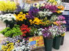 「FOURSEASON カメヤマ特集 線香ローソクフェア 造花もまとめ買いがオトク!」