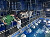 「春休み社会科見学ツアー・アクアワールド大洗水族館へ行こう！」