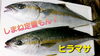 【定置もん】島根県産ヒラマサ「○本日のお刺身○【定置もん】島根県産ヒラマサ、天然タイ」