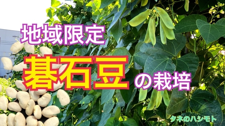 「豆の栽培方法【地タネ品種】　タネのハシモト」