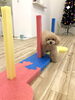 ハッピーちゃんスラローム中😃「ましゅまろ幼稚園🐾」