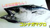 【定置もん】島根県産コシナガマグロ「○本日のお刺身○【定置もん】島根県産コシナガマグロ、天然タイ」