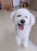 「パピーちゃん集まれ★新潟市犬の保育園♪犬の社会化わんちゃんのしつけHappyTail」