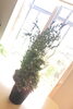 やっぱり紫陽花が主役です「ドライフラワー」