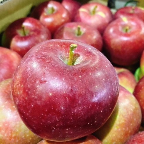 今年収穫されたりんごの入荷がはじまったよー 極早生りんご 恋空 佐々豊青果のニュース まいぷれ 花巻 北上 一関 奥州