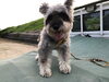 散歩した後の　愛犬です。「お盆も…」
