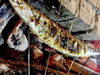 「焼き秋刀魚」