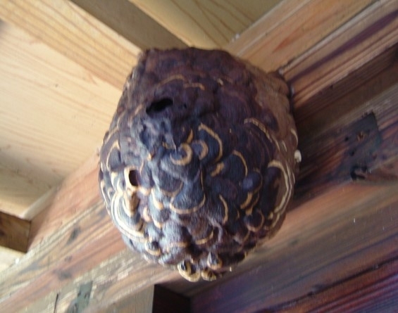 スズメバチの巣です（大きい！！）「蜂のシーズン真っ盛り！！！！！」