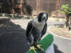 ハヤブサの迅くん「早い翼、ハヤブサ」