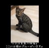 「猫のブルーと看板娘パールが初対面」