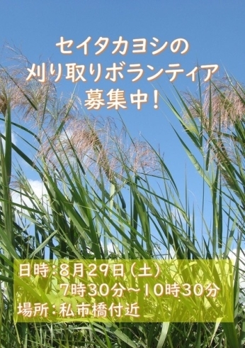 「2020/08/11　【延期後開催のお知らせ】セイタカヨシ刈り取り実施に伴うボランティア協力について」