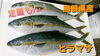 【定置もん！】島根県産ヒラマサ「○本日のお刺身○【定置もん！】【島根県産ヒラマサ、天然タイ】」