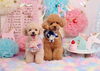 Happybirthday「Anniversaryphoto　(*´▽｀*)」