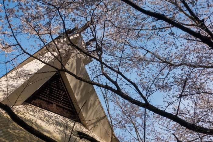 無の里の薄墨桜