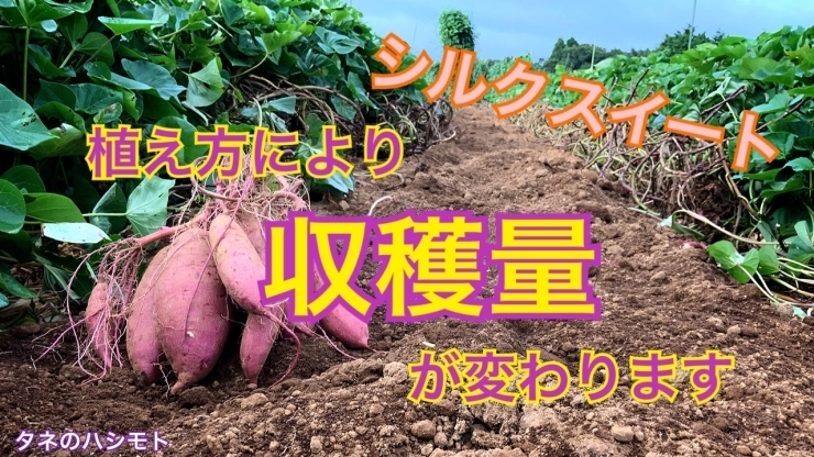 植え方の違い サツマイモの収穫が変わります タネのハシモト タネのハシモトのニュース なめがた日和 行方市