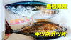 【定置もん】島根県産キツネガツオ「○本日のお刺身○【定置もん！】島根県産キツネガツオ【釣りもん！】天然タイ」