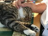「机の上が好きな、クルミ」