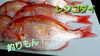 【釣りもん！】レンコダイ「○本日のお刺身○【釣りもん！】レンコダイ【定置もん！】島根県産ヒラマサ」