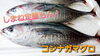 【しまね定置もん！】コシナガマグロ「○本日のお刺身○【定置もん！】島根県産コシナガマグロ、ヒラマサ」