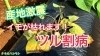 サツマイモの病気を抑えろ ツル割病対策 タネのハシモト タネのハシモトのニュース なめがた日和 行方市
