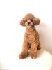 はじめましてのラテくん　^o^「はじめまして　^ - ^」