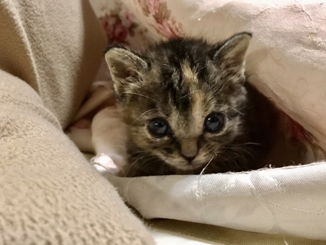 サビ虎(メス)「２匹の仔猫ちゃんの里親を大募集しています！」