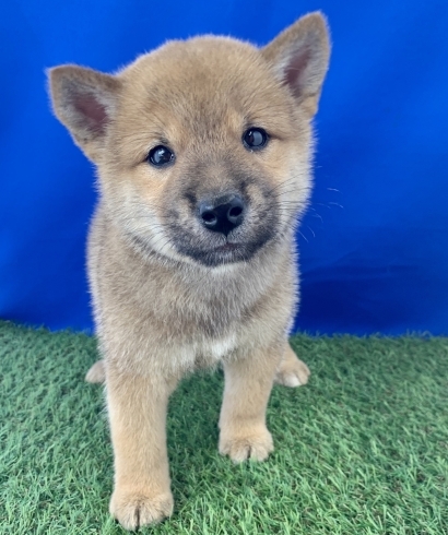 柴犬　男の子　7月5日生れ「新しいワンちゃん仲間入り(^▽^)/」