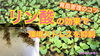 「夏場の育苗管理【暑さに負けない苗つくり】タネのハシモト」