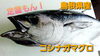 【定置もん】島根県産コシナガマグロ「○本日のお刺身○【定置もん！】島根県産コシナガマグロ【釣りもん！】レンコダイ」